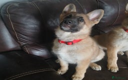 German Shepherd dogs for sale: Beautiful German Shepherd Puppies - Image 27