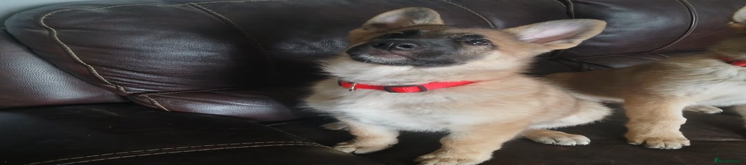 German Shepherd Rubble