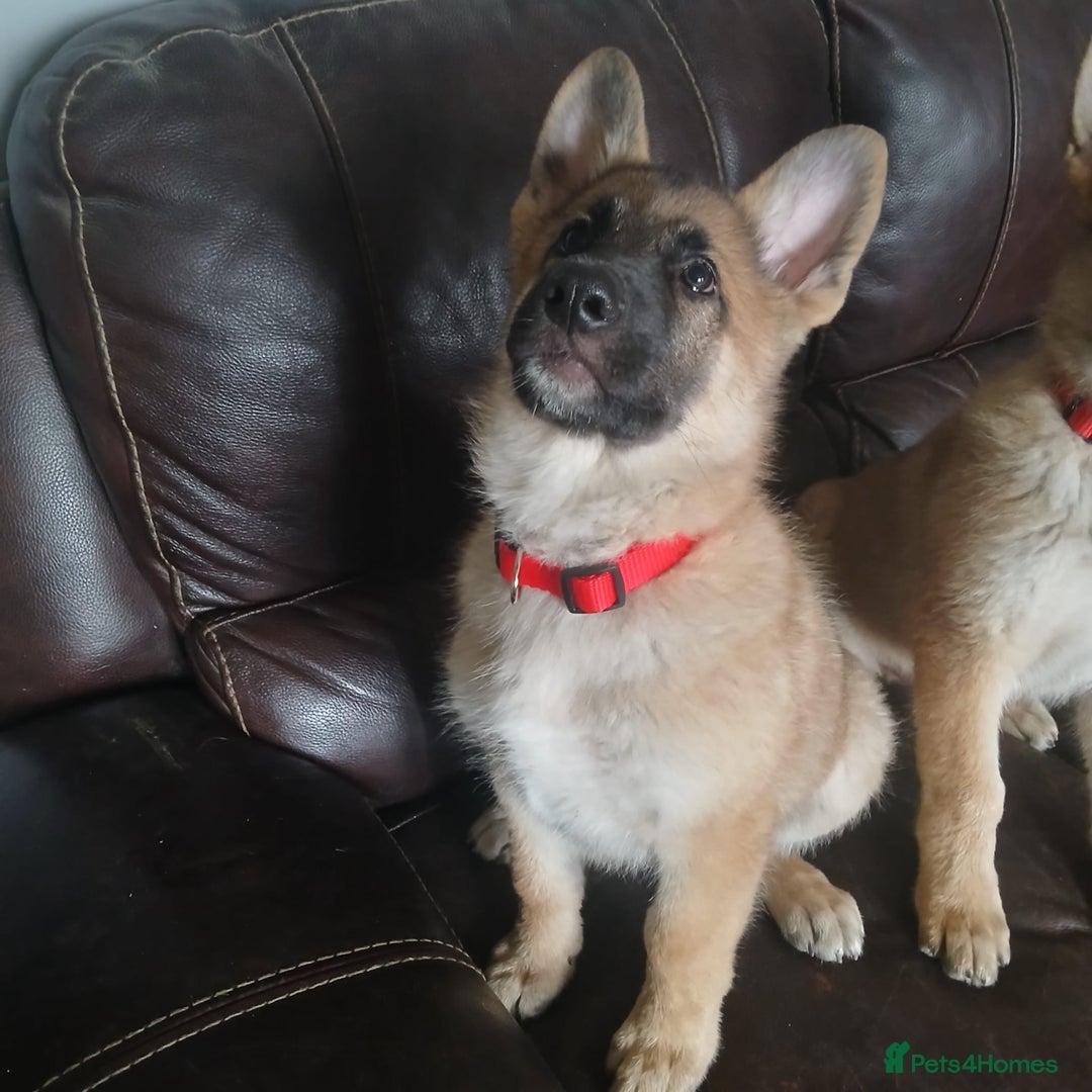 German Shepherd dogs for sale: Beautiful German Shepherd Puppies - Image 27