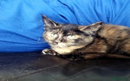 Munchkin cats for sale: Munchkin, Sausage kittens - Image 3