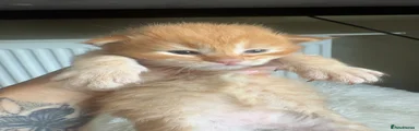 Maine Coon 5