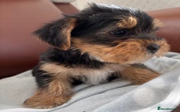 Mixed Breed dogs for sale: Yorkshire terrier/Jack Russell - Image 14