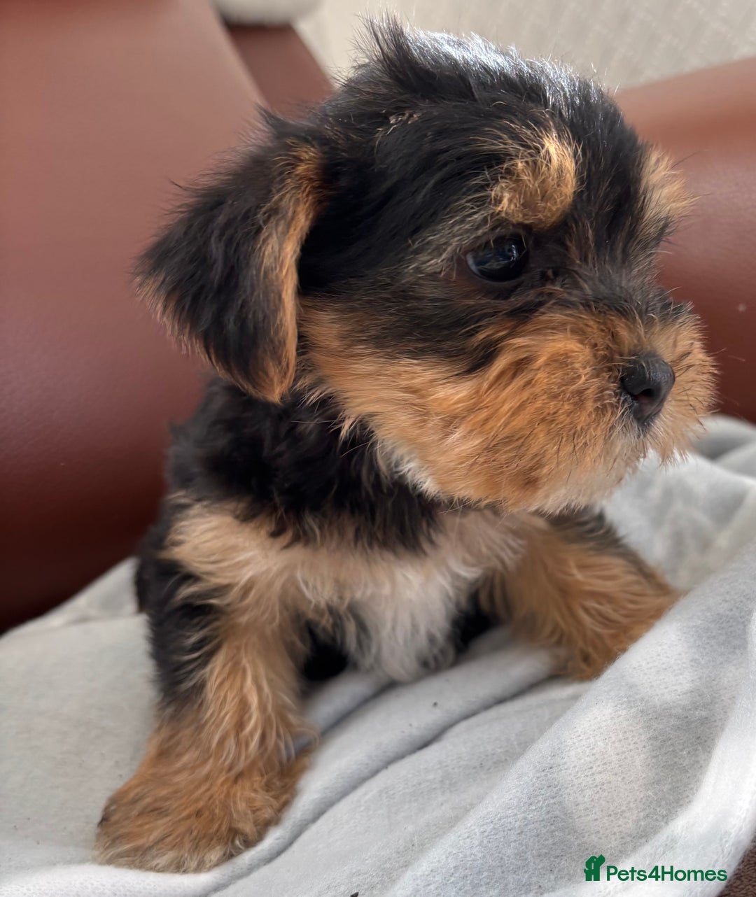 Mixed Breed dogs for sale: Yorkshire terrier/Jack Russell - Image 14