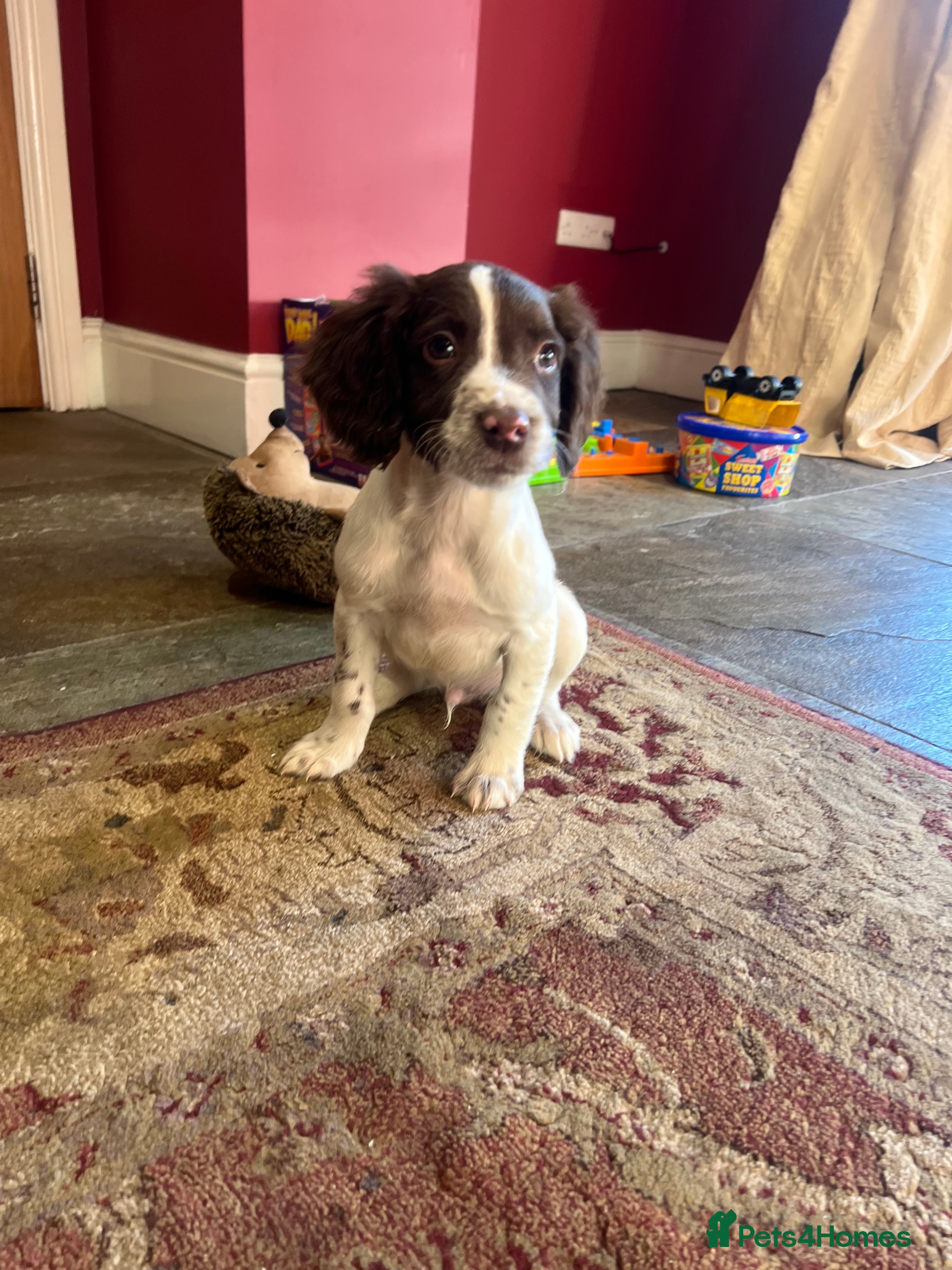 English Springer Spaniel dogs Lovely litter of English springer spaniels  - Advert 4