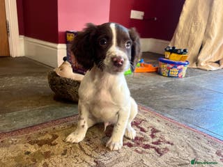 English Springer Spaniel dogs Lovely litter of English springer spaniels - Advert 8