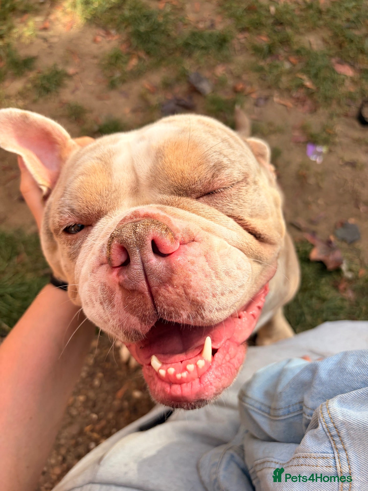 Olde English Bulldogge dogs for sale: STILL AVAILABLE FEMALE OLDE ENGLISH BULLDOGGE - Advert 15