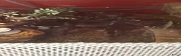 Spiders invertebrates for sale: I have six one year old mixed tarantulas for sale  - Advert 2