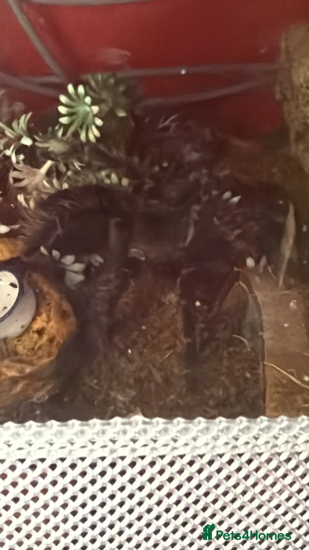 Spiders invertebrates for sale: I have six one year old mixed tarantulas for sale  - Advert 2