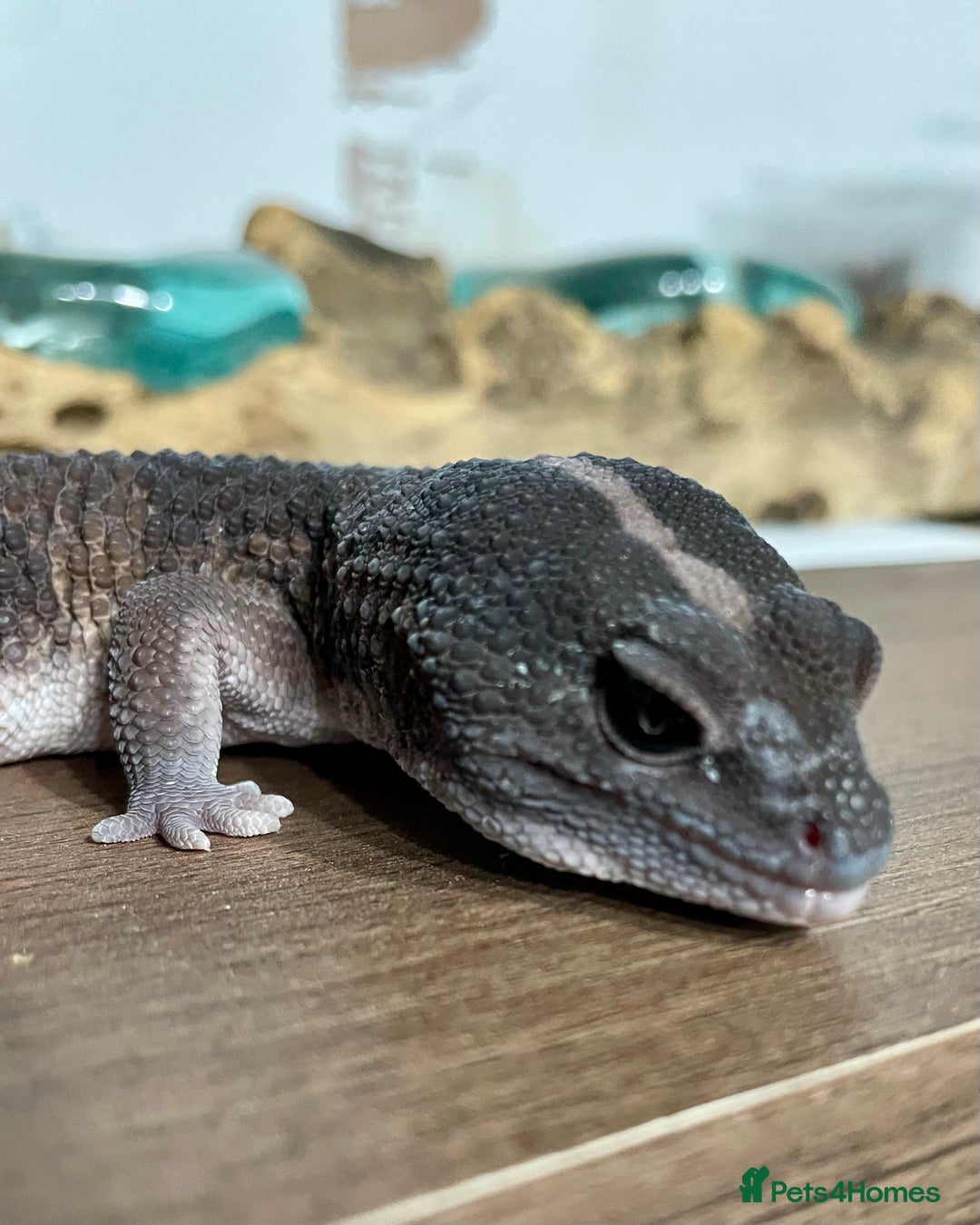 Gecko reptiles for sale: Breeding pair of African Fat Tailed Geckos  - Image 5