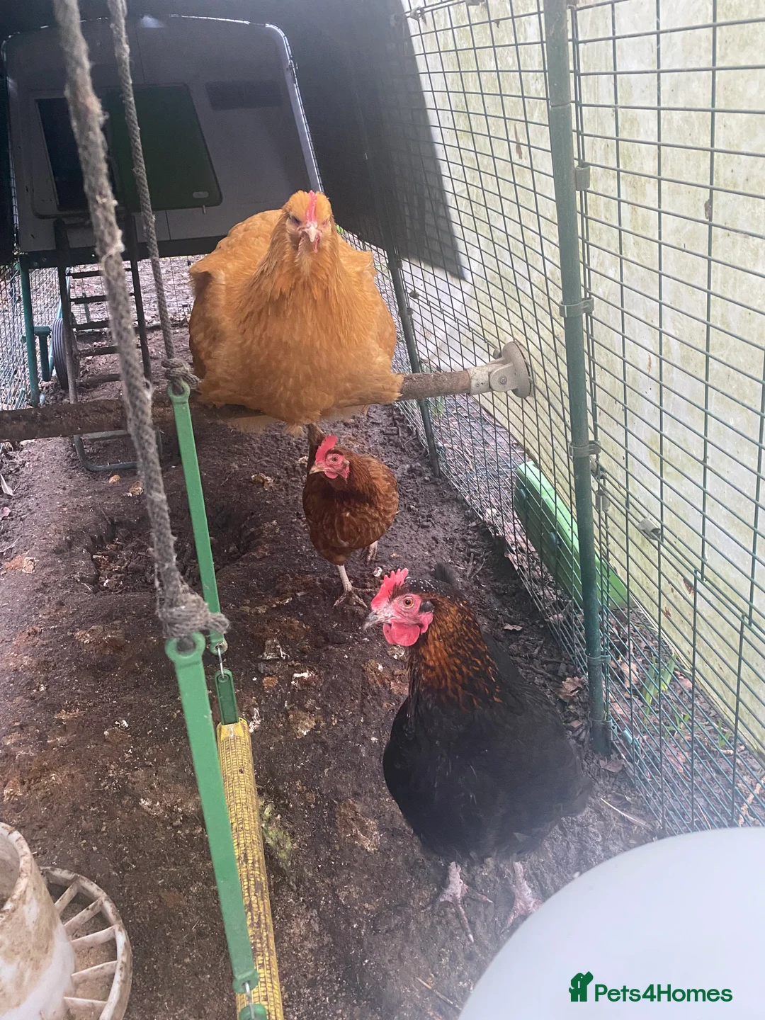 Chickens poultry for sale:  Buff orpington/cream legbar/hybrid/copper maran - Advert 3
