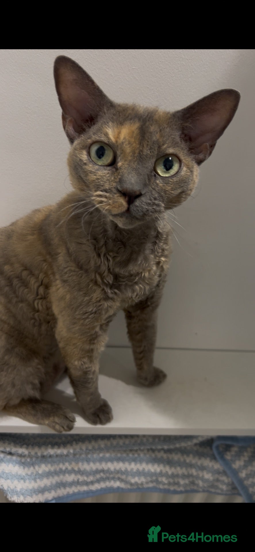 Devon Rex cats for sale: Devon Rex girl 6years old - Advert 2