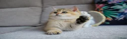 British Shorthair cats for sale: 💙British shorthair kittens ready now💙 - Advert 7
