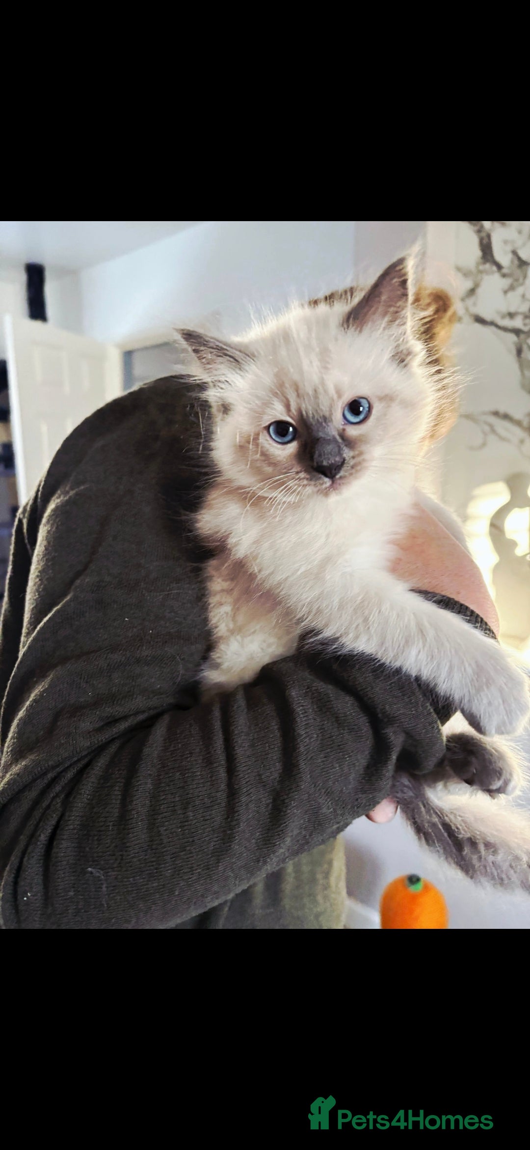 Ragdoll cats for sale: Pure Ragdoll Kittens - Advert 14