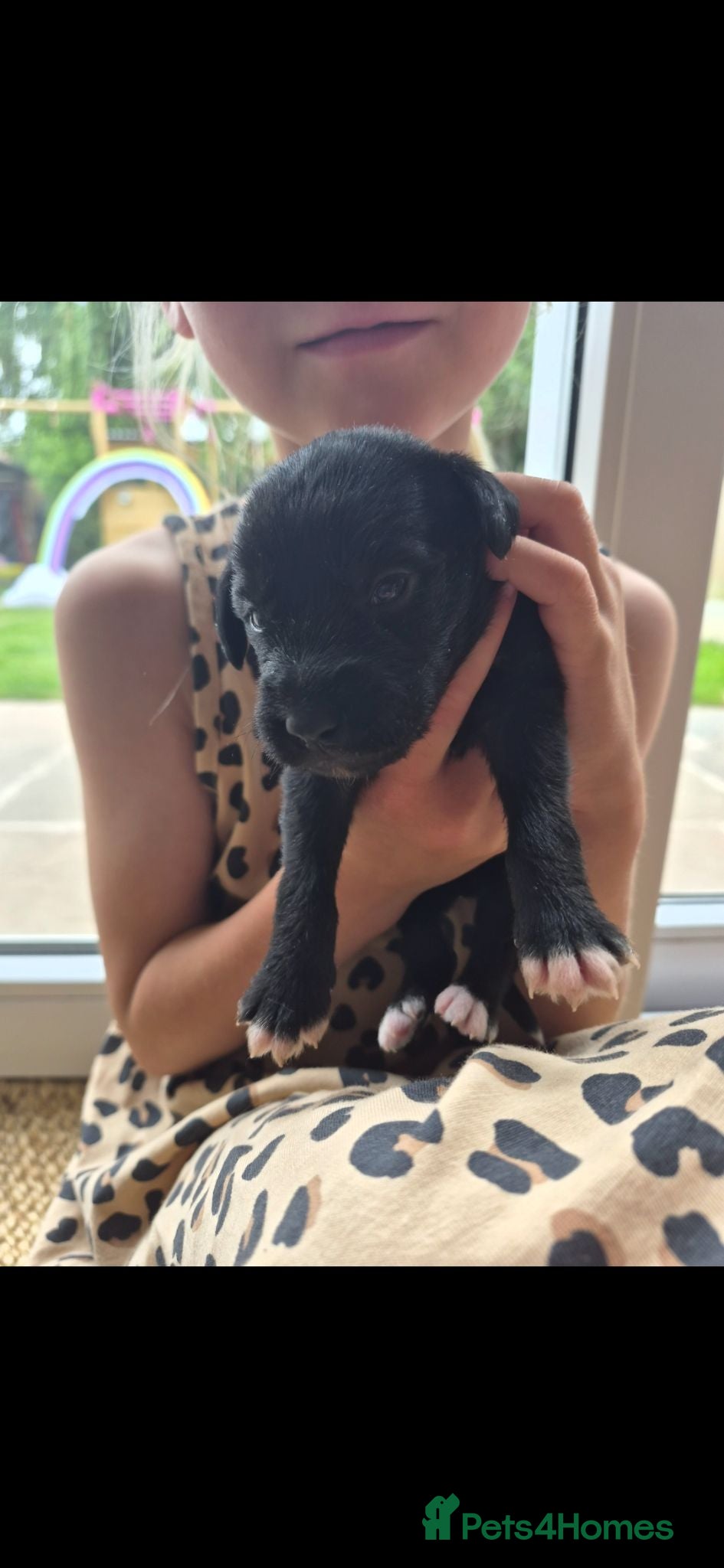 Mixed Breed dogs Bedlington x whippet pups first cross  - Advert 6