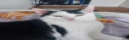 Mixed Breed cats for sale: beautiful cat   - Advert 3