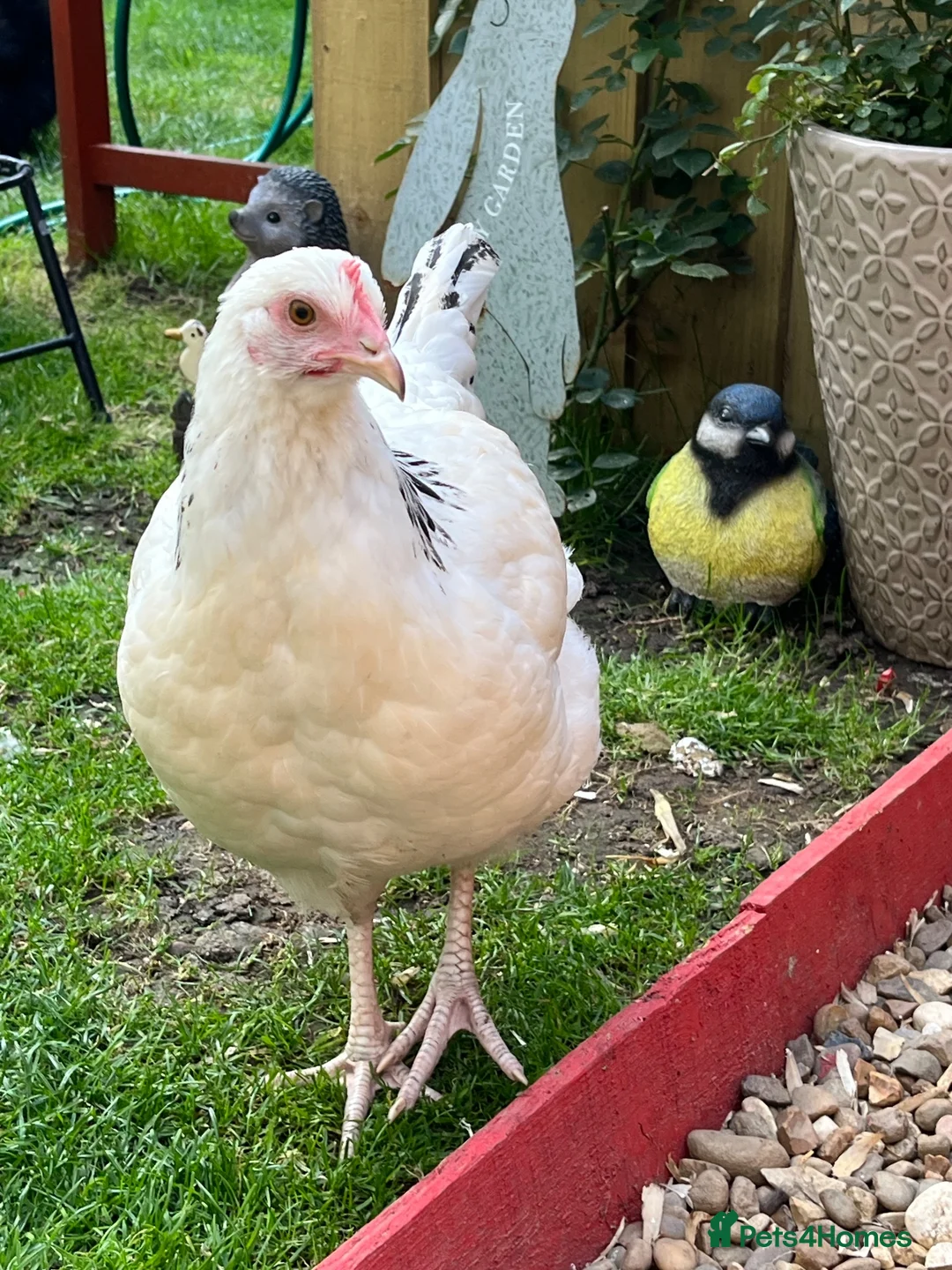Chickens poultry for sale: 2 X light Sussex at POL - Advert 2