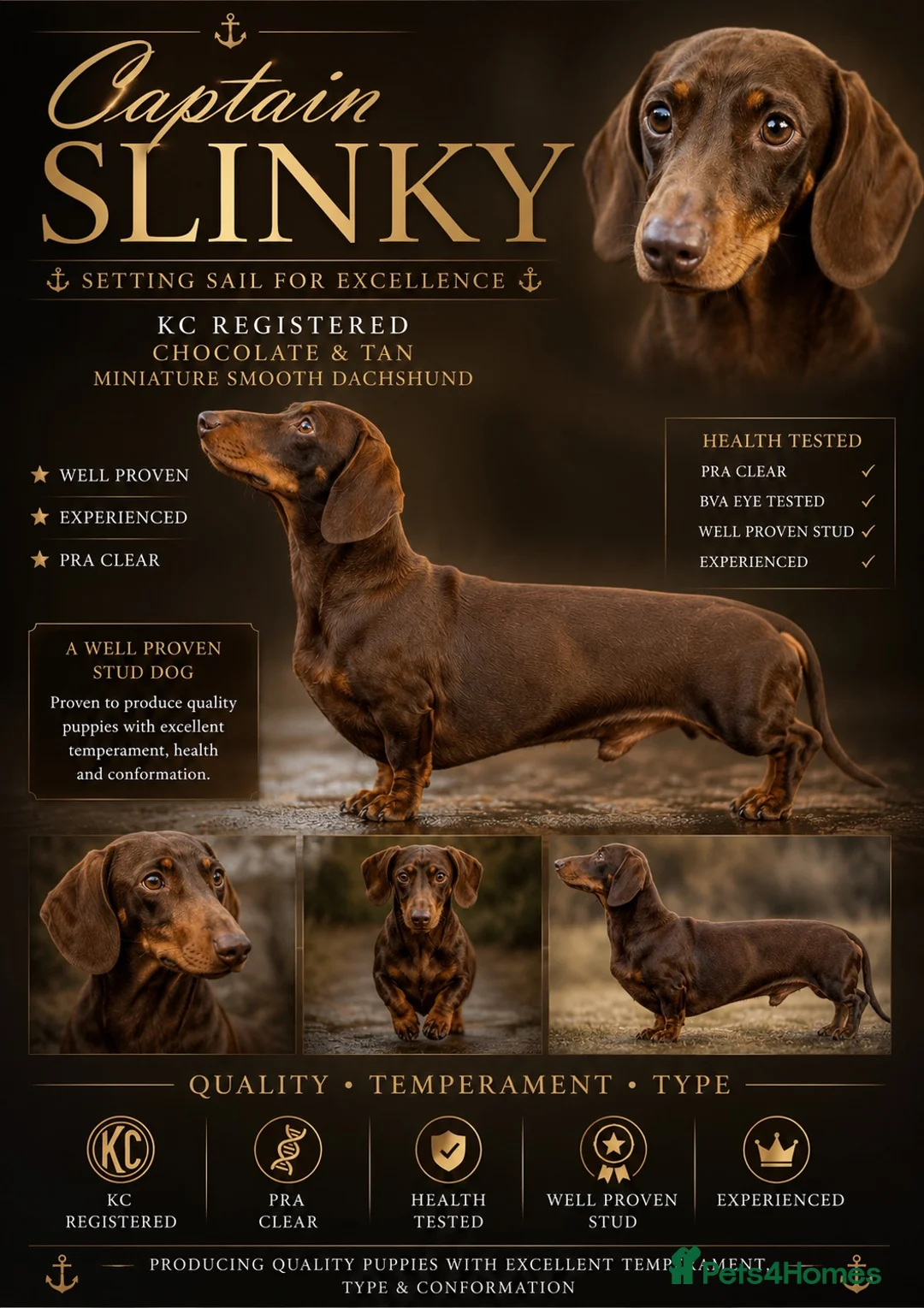 Miniature Dachshund dogs for stud: Chocolate and Tan miniature smooth Dachshund stud - Advert 1