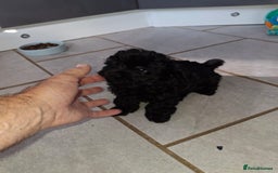Shihpoo dogs for sale: Shih-poo on shih-poo Puppies  - Image 24