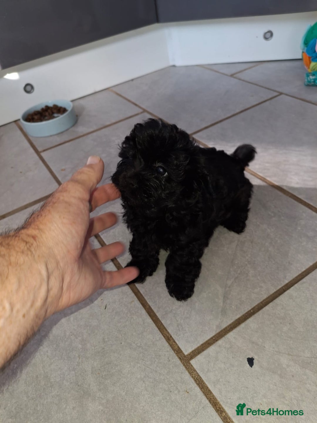 Shihpoo dogs for sale: Shih-poo on shih-poo Puppies  - Image 24