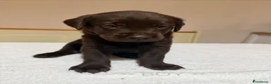Grey collar brown pup 