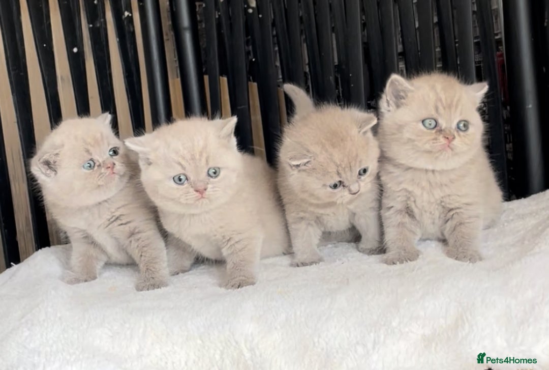 British Shorthair cats for sale:  Absolutely Beautiful BSH Champion Line kittens  - Image 5