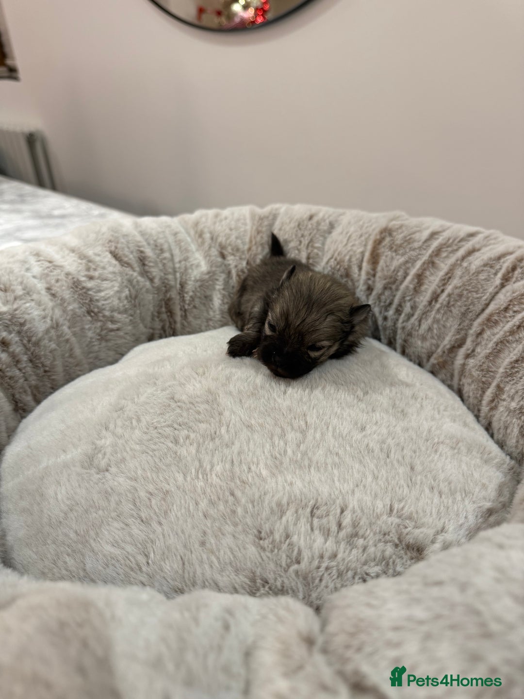 Pomeranian dogs for sale: Teddy Bear Pomerians  - Advert 3