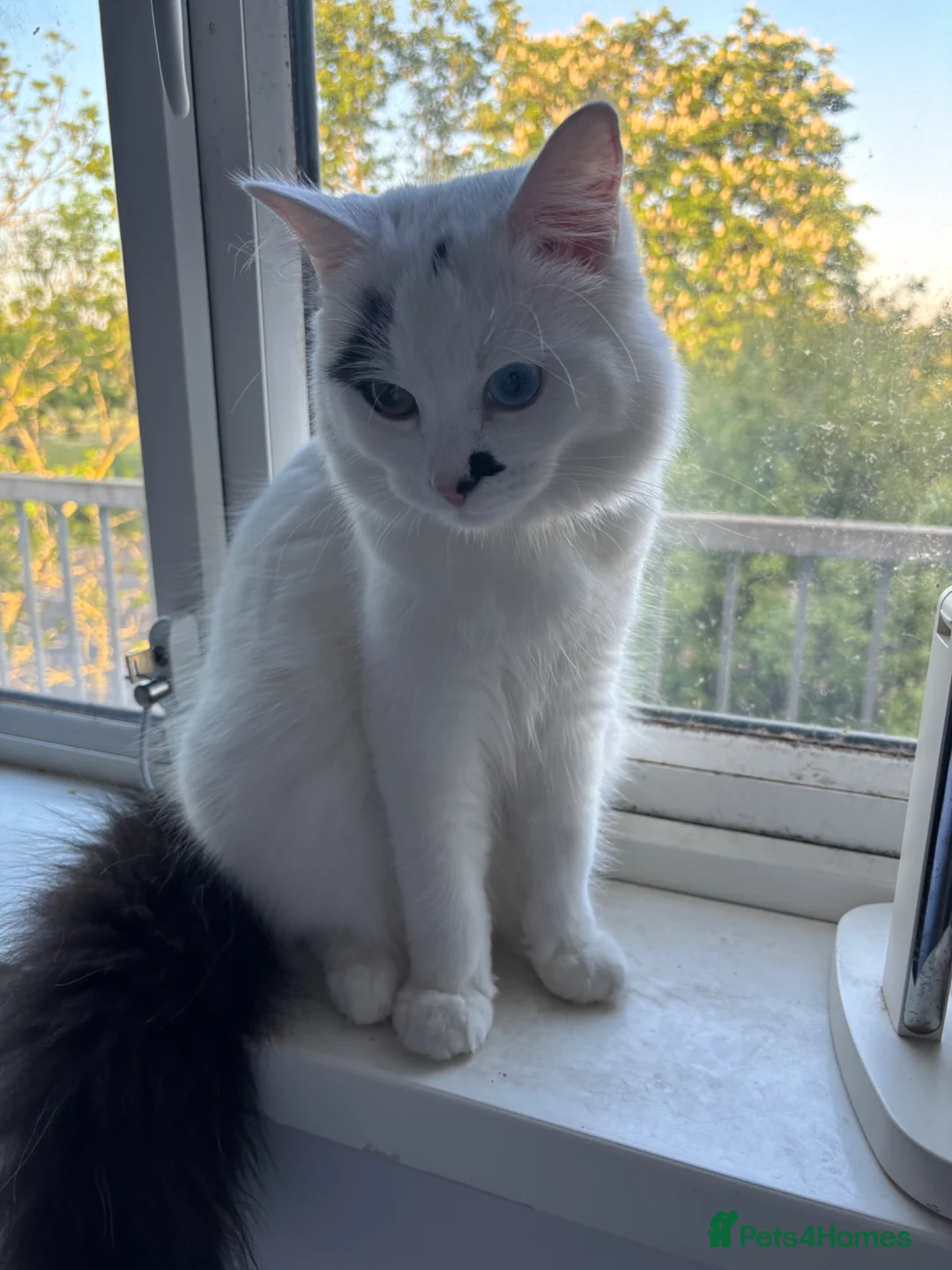 Mixed Breed cats for sale: 8 month old kitten - Advert 1