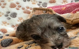 Maltipoo dogs for sale: F1 Toy Maltipoos - Image 36