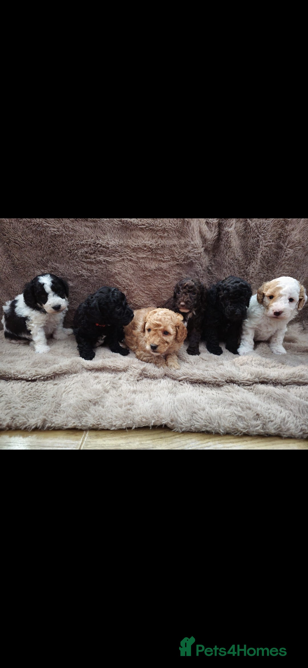 Miniature Poodle dogs for stud: KC Reg Miniature Poodle Stud in Norwich - Advert 7
