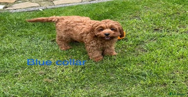 Cavapoo dogs - Advert 1