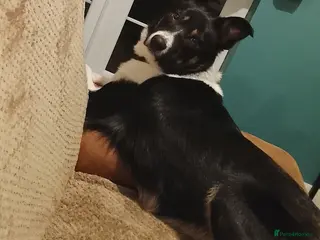 Border Collie dogs Benji the border collie - Advert 11