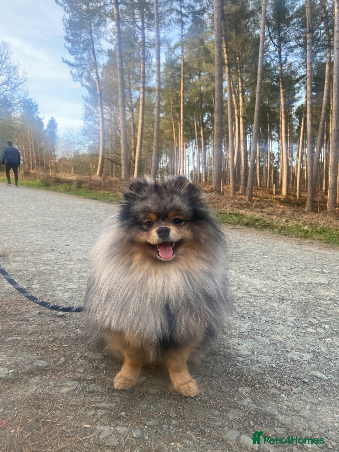 Pomeranian dogs for stud: Merle Pomeranian Stud  in Liverpool - Advert 6