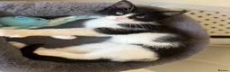 Mixed Breed cats for sale: Female cat  in Wolverhampton - Advert 1