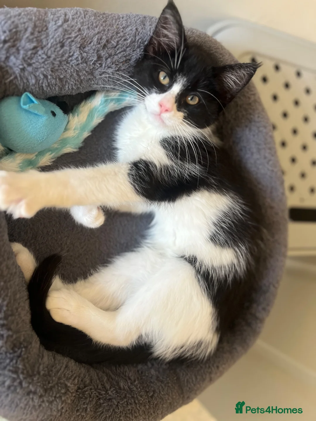 Mixed Breed cats for sale: Female cat  in Wolverhampton - Advert 1