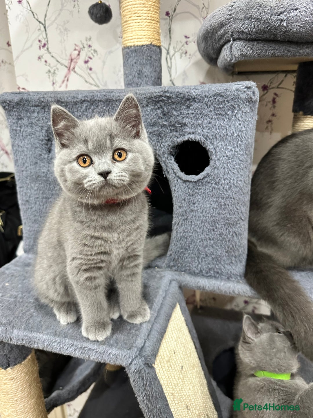 British Shorthair cats for sale: 4 Gorgeous British Blue Kittens  - Image 20