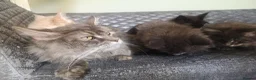 Maine Coon cats for sale: TICA reg HEALTH CHECKED Maine Coons - Advert 34