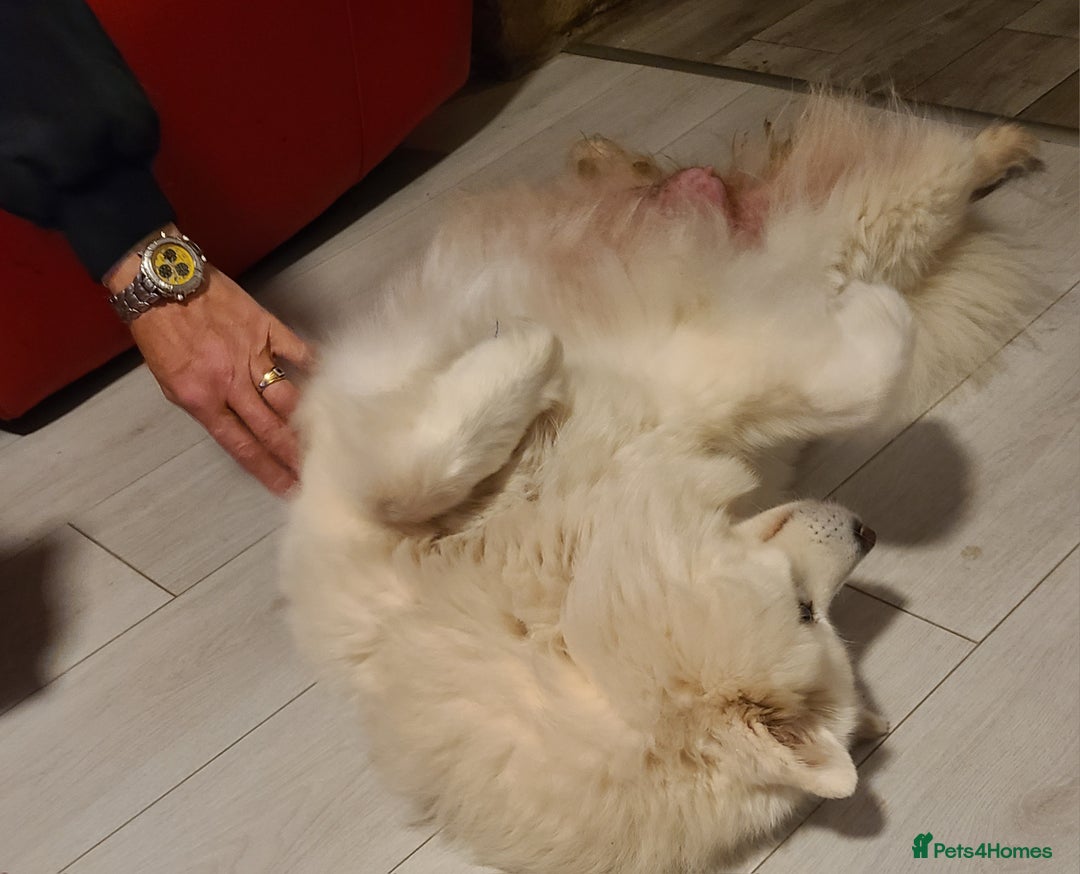 Samoyed dogs for sale: 🐾 Exceptional Pedigree Samoyed Puppies  🐾 - Image 5