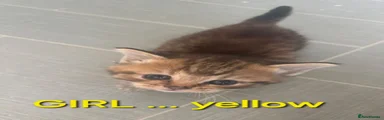 Yellow collar