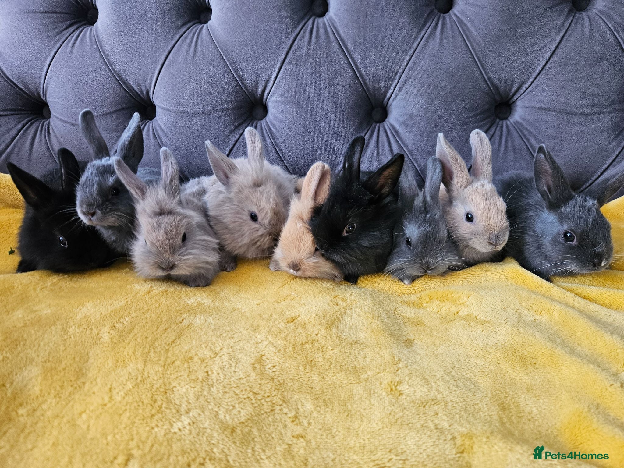 Mixed Breed rabbits Baby bunny's  - Advert 14