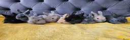 Mixed Breed rabbits for sale: Baby bunny's  - Advert 1