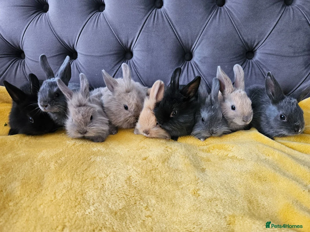 Mixed Breed rabbits for sale: Baby bunny's  - Advert 1