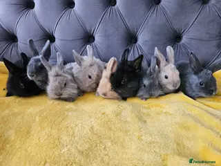 Mixed Breed rabbits Baby bunny's - Advert 10
