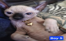 Sphynx cats for sale: 🌟 Sphynx Kittens – 5 Friendly Boys Ready Soon! 🌟 - Image 13