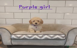 Poochon dogs for sale: Poochon puppies 🥰 - Image 3