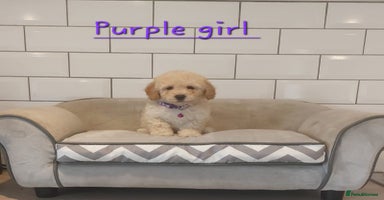 Poochon dogs - Advert 4