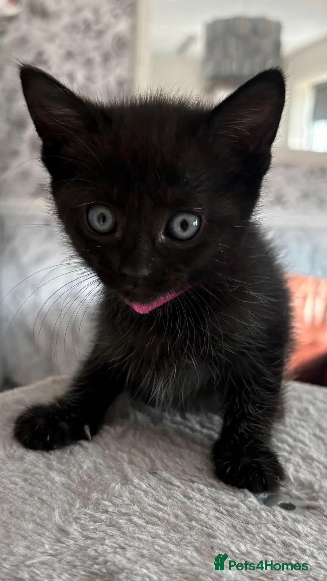 Mixed Breed cats for sale: Six beautiful kittens ready for their new homes 🏡 in Willenhall - Advert 8