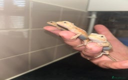 Bearded Dragon reptiles for sale: Bearded dragons  babies  - Image 8