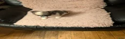 Chihuahua dogs for sale: Lovely tiny chihuahua puppies for sale  - Advert 25