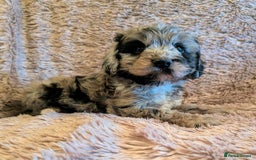 Cockapoo dogs for sale: Beautiful F1b cockapoo puppies - Advert 7