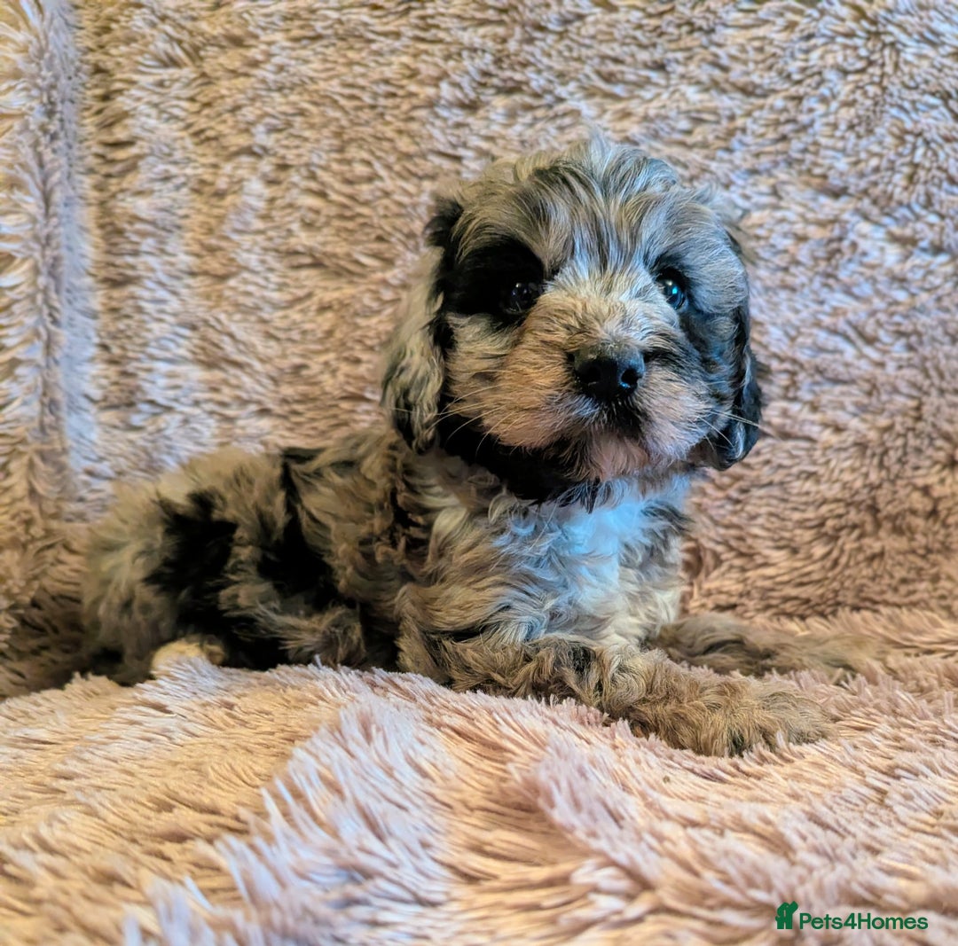 Cockapoo dogs for sale: Beautiful F1b cockapoo puppies - Advert 7